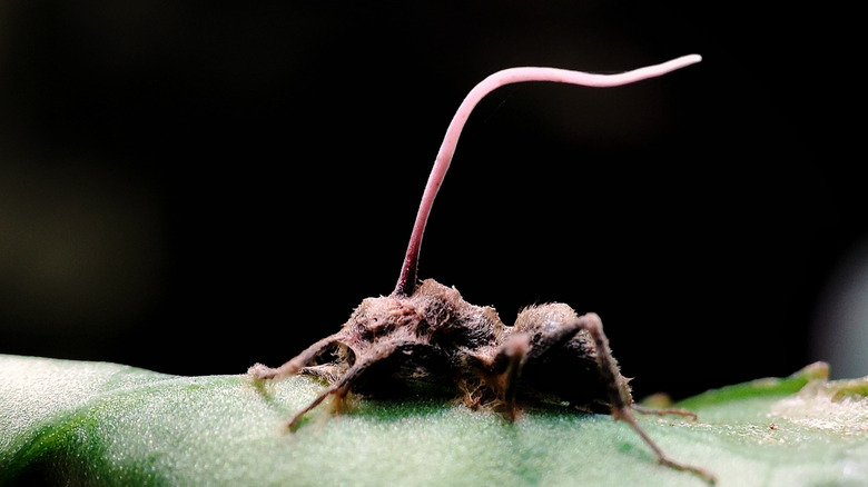 A dead ant with a fruiting cordyceps body.