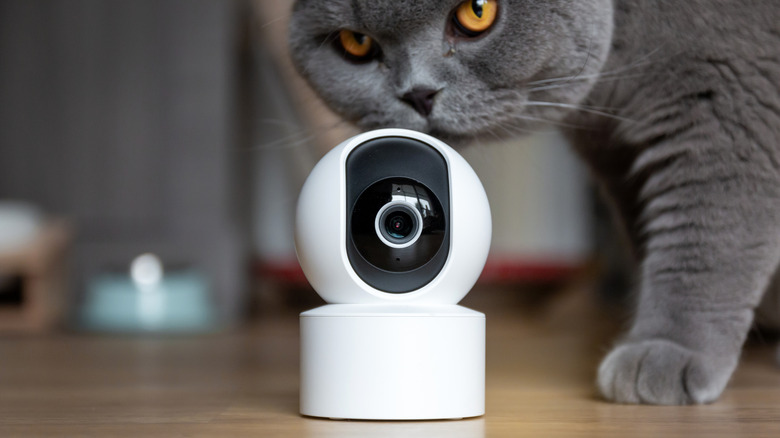 A security camera placed on the floor with a cat walking by