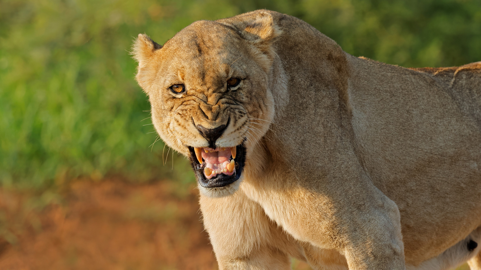 Lions Instill Less Fear In Animals Than This ‘Super Predator’ – BGR