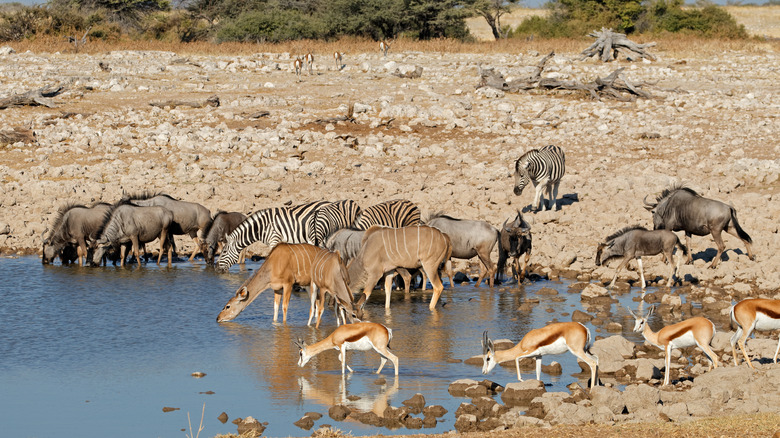 animals at a waterhole in Africa