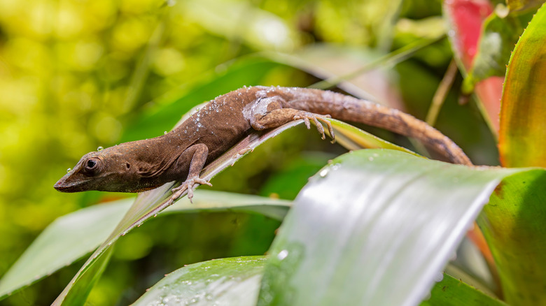Anolis perched on a leaf in the wild.