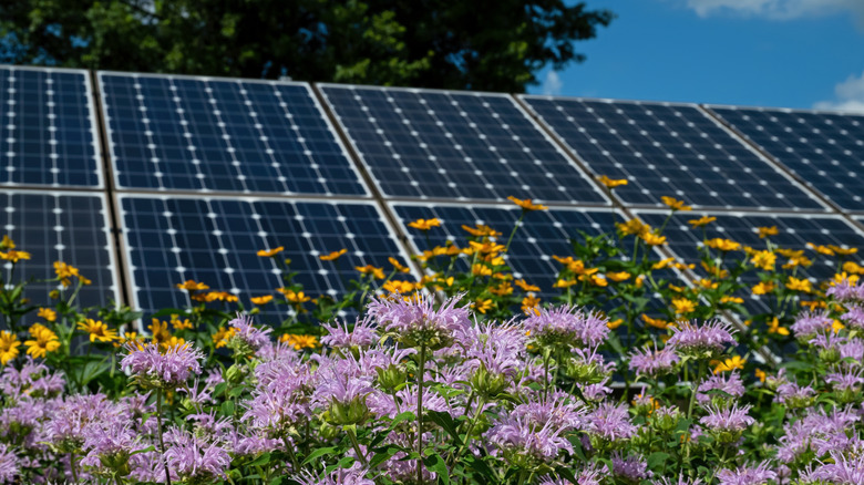 Solar panels outside with purple and yellow flowers in front of them.