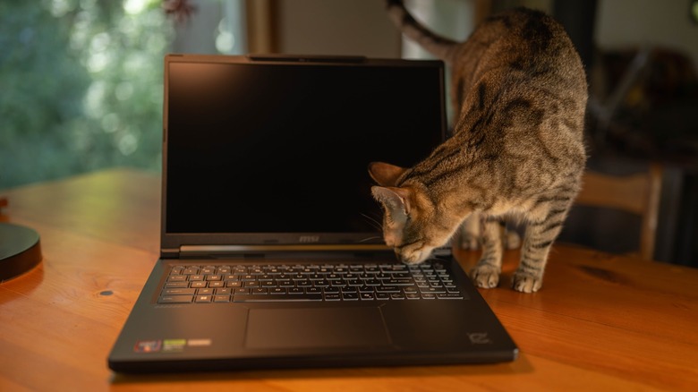A cat inspecting the MSI Crosshair A16 HX E8WGK-009US.