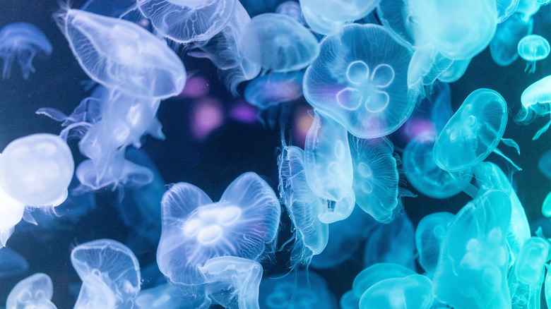 A group of jellyfish swimming in water.