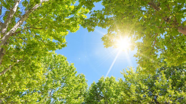 The sun shining through trees on a clear day