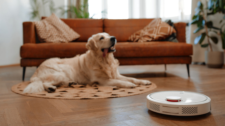 dog sitting next to a robot vacuum as it cleans the floor