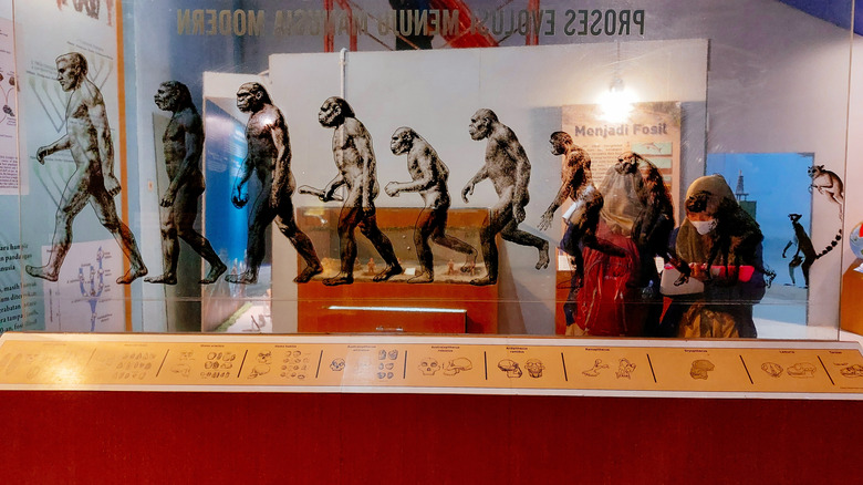 A visual representation of human evolution over time, as showcased in the Sangiran Early Man Site Museum, Indonesia.