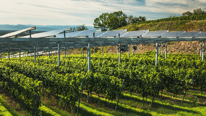 Rows of solar panels above crops on an agrivoltaic farm