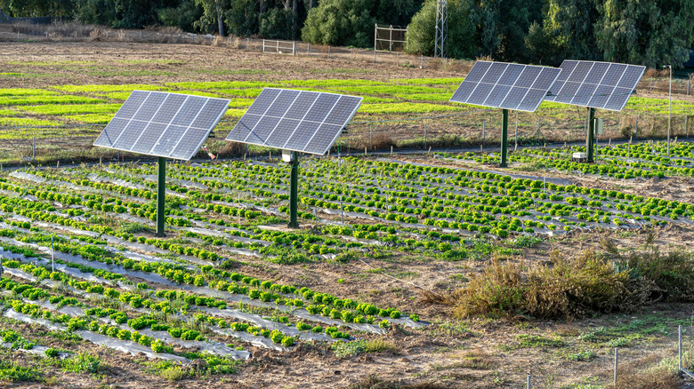 Solar panels sit above an agrivoltaic farm
