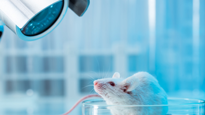 mouse in a lab test dish being watched by camera