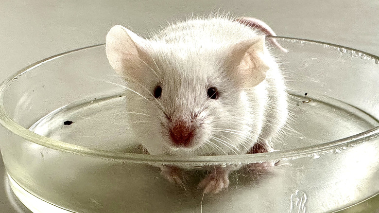 mouse in a lab test dish