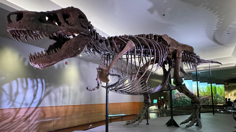 T. Rex dinosaur fossil Sue at the Chicago Field Museum