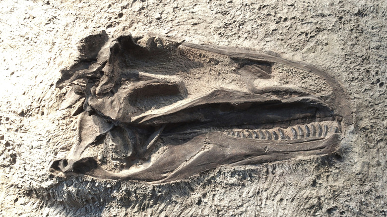 T. Rex skull fossil