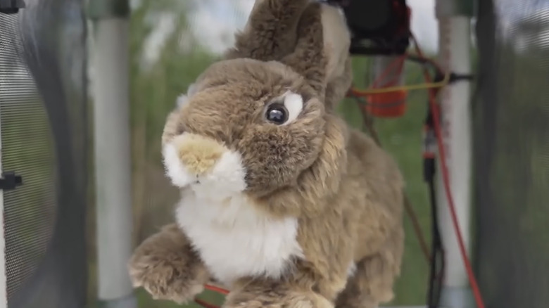 A robotic rabbit designed to attract the attention of a Burmese python in Florida's Everglades.
