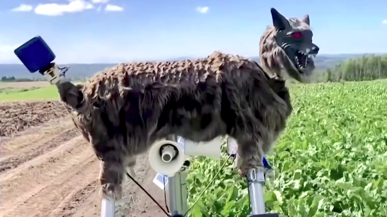 A robotic wolf in the middle of fields in Japan.