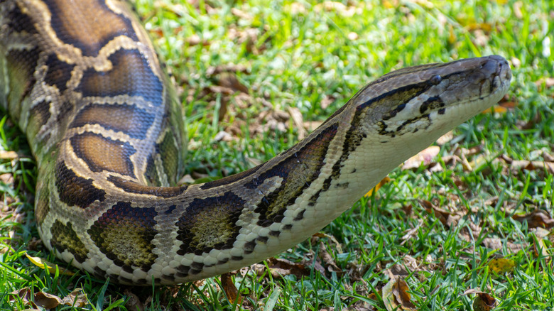 A Burmese python on grass.