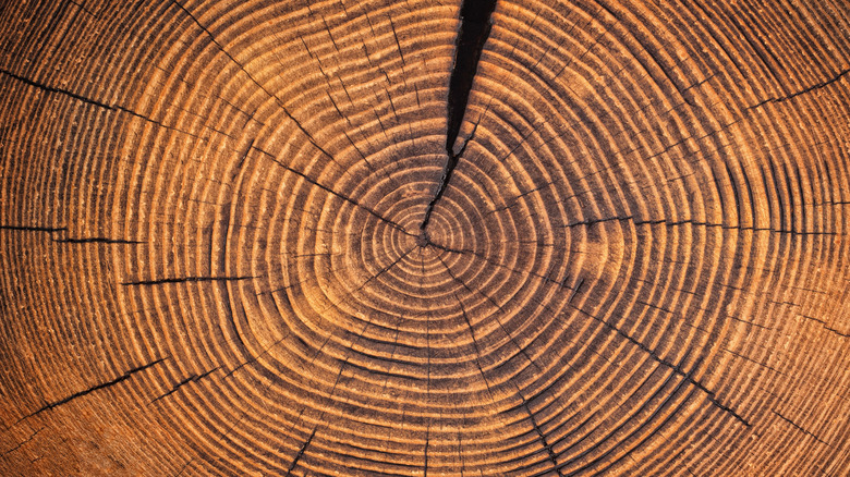 tree rings inside a tree trunk