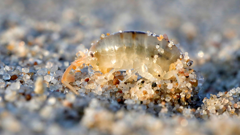 sand hopper burrowing in sand