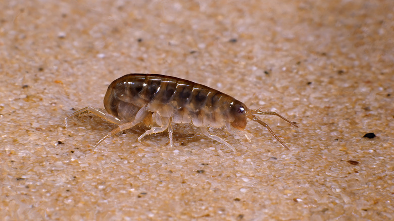 sand hopper on a beach