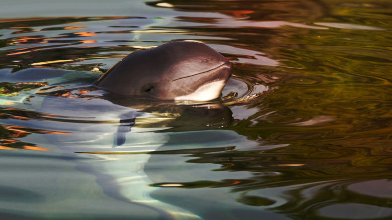 Harbour poprpoise relaxing in water