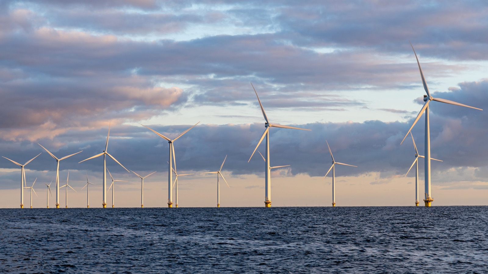 Offshore Windfarms Are Having An Unexpected Effect On Local Wildlife