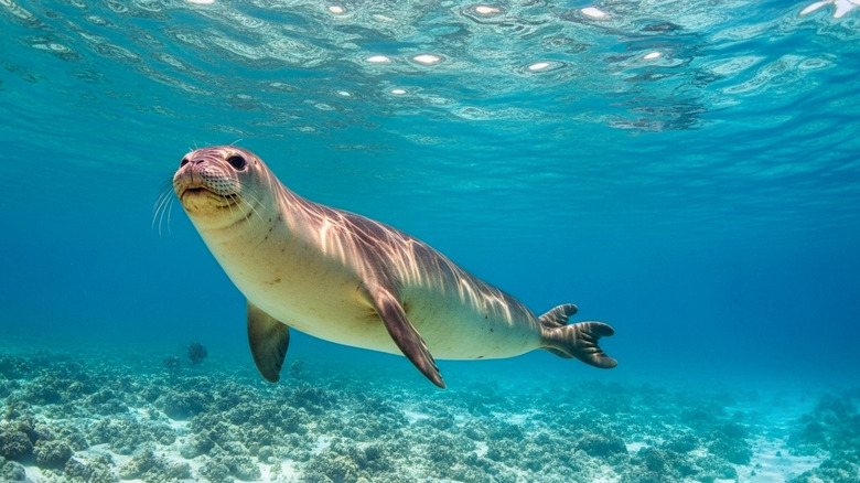 seal swimming under the water