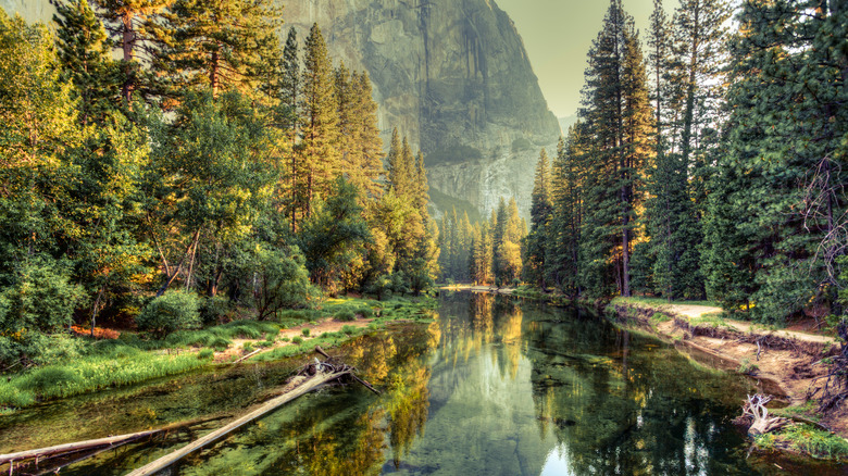 a beautiful nature shot from of a river through a forest