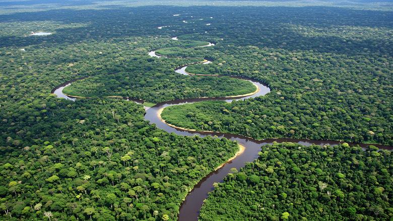 a rainforest with a river cutting through it