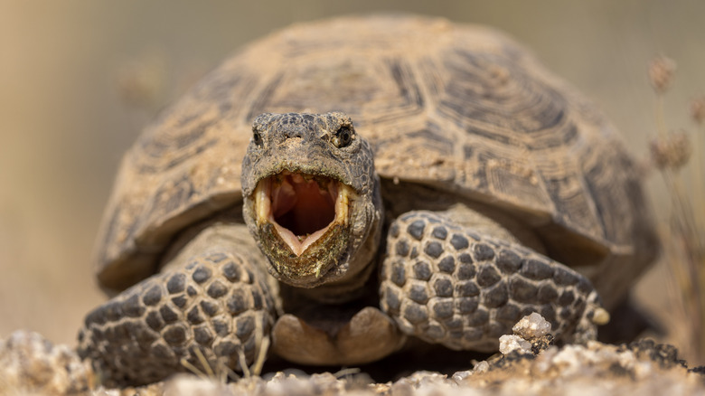 Desert tortoise with its mouth open