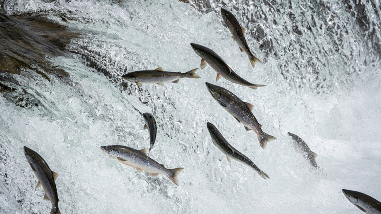 salmon jumping in a river