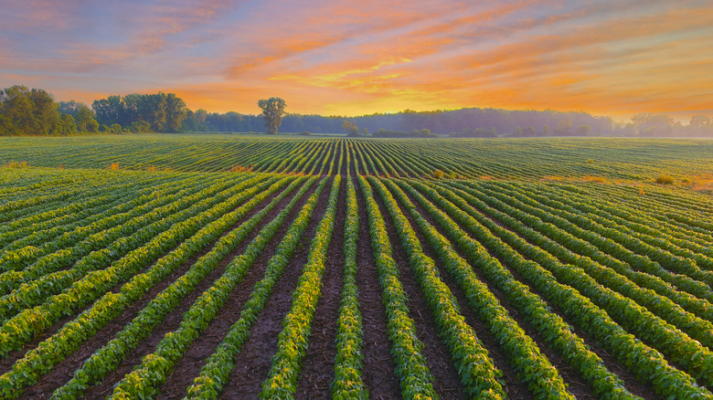 A farmland with rows of crops at sunset