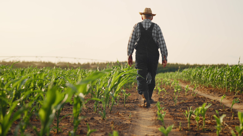A farmer walks through rows of crops