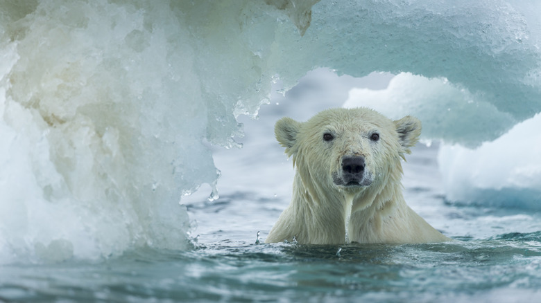 polar bear swims in the water of the Arctic