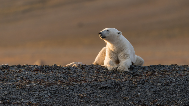 polar bear laying down on dirt