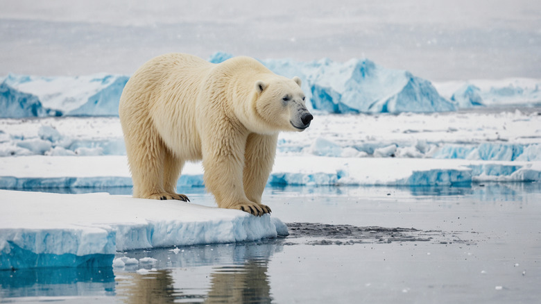 polar bear in the Arctic walking on ice