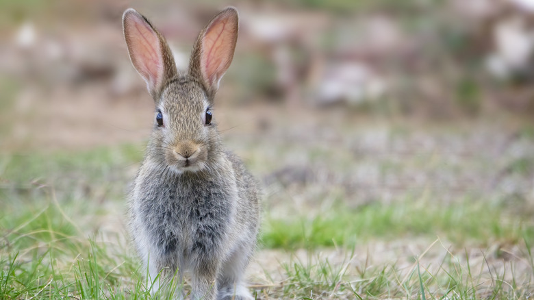 young cottontail rabbit in a field