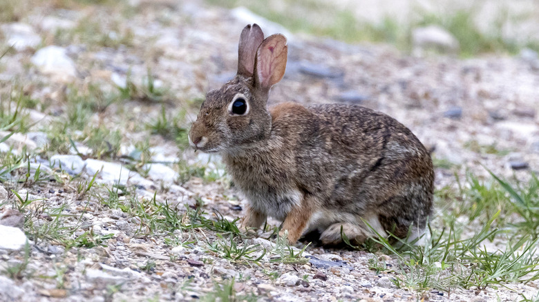 Cottontail rabbit with short grass around it