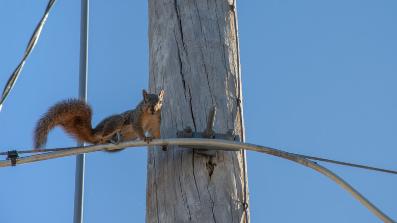 Squirrel crossing an electrical wire