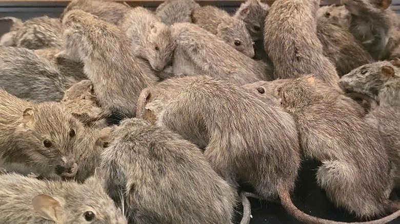 A large groups of rats climbing over each other