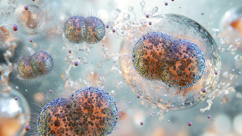 Illustration of the Neisseria gonorrhoeae bacteria that causes the sexually transmitted infection gonorrhea