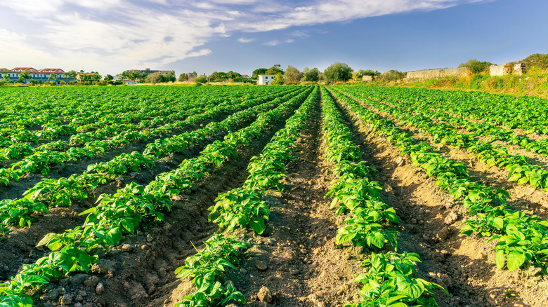 crop of potatos in a field with houses in the distance