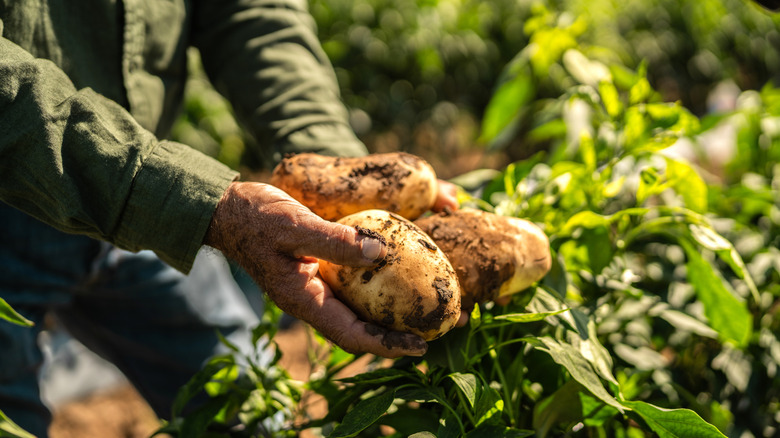 A farmer holds three potatos up to inspect them