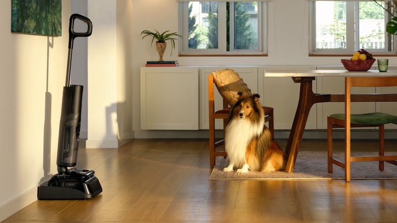 A living room with Roborock's F25 Ace Pro stick vacuum. There's also a dog looking at it