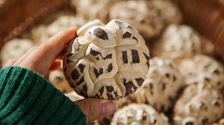 A hand holding up a bundle of shiitake mushrooms.