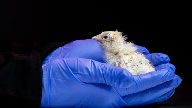 Scientist wearing blue gloves holding chicken hatched from 3d-printed artificial egg