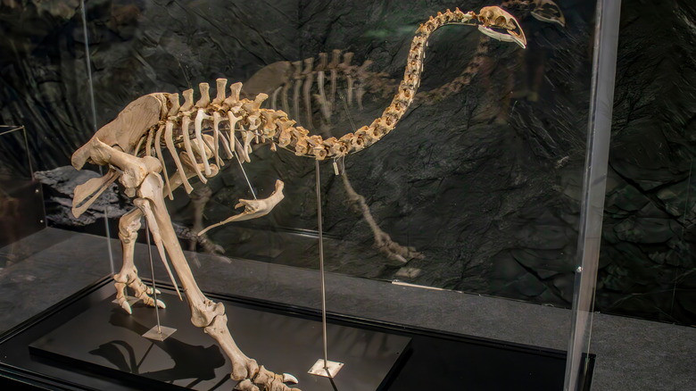 Skeleton of a moa bird in a museum