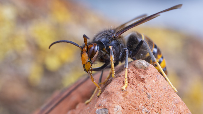 Close up of an Asian Hornet in the wild.
