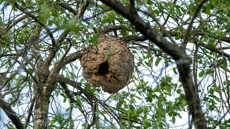 Asian hornet nest high up in a tree canopy.