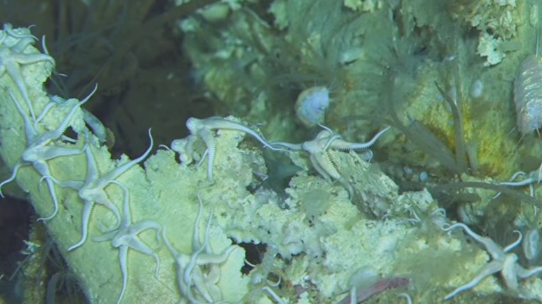 Brittle stars eating a whale corpse in the Indian Ocean