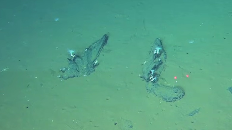 Whale-fall fossils in the Indian Ocean